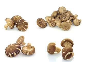 Shiitake mushrooms (Lentinula edodes).