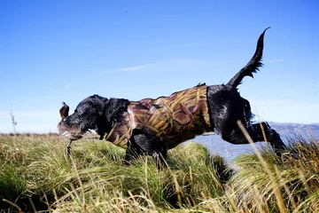 Foto auf Alu-Dibond Duck Dog © Michael Ireland