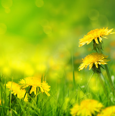 Beautiful spring flowers background