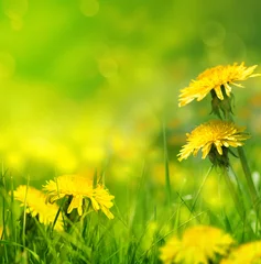 Fotobehang Prachtige lente bloemen achtergrond © Konstiantyn