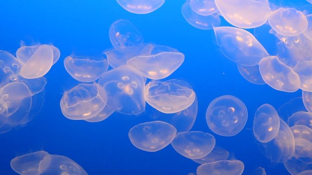 transparent jelly fishes in the ocean