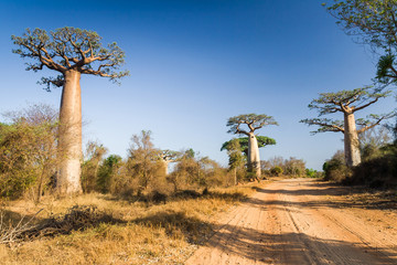 Fototapeta na wymiar Baobab drzewo, Madagaskar