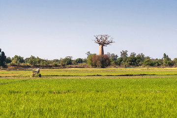 Baobab and rice field