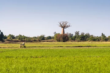 Gordijnen Baobab and rice field © Pierre-Yves Babelon