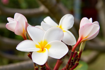 Plumeria or Frangipani flowers
