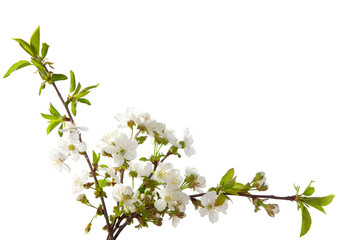 cherry in blossom isolated on white.