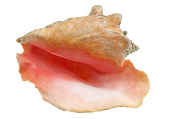 Conch - Bahamas