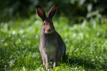 Заяц беляк © karpichenko