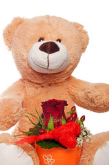 Teddy with a red rose