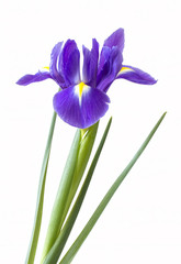 Single purple iris flower on white background