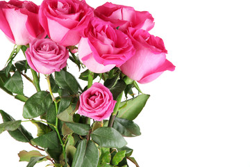 Beautiful pink roses close-up isolated on white