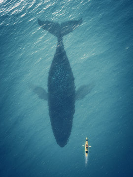 Man in a boat floats next to a big fish, whale.