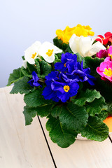 cestino di fiori - basket of flowers