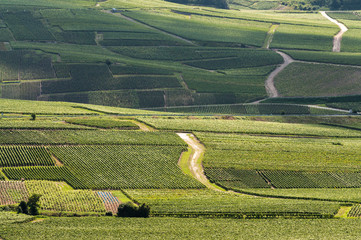 Vineyard in France