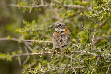 Rufous-collared Sparrow on a Branch