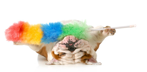 cleaning up dog hair