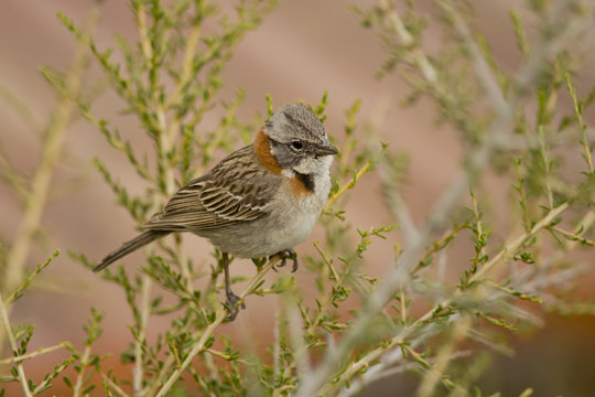 Rufous-collared Sparrow on a Branch