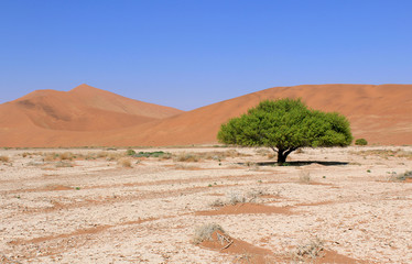 Fototapeta na wymiar Wydmy Sossusvlei piasek krajobraz w Nanib pustyni niedaleko Sesriem