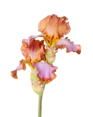Photo sur Aluminium Iris Tige avec deux fleurs d& 39 iris multicolores isolées