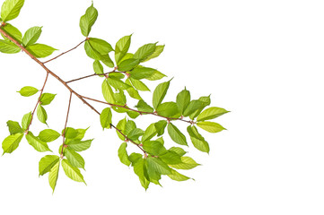 Bunch of a blossoming fuchsia on a natural background
