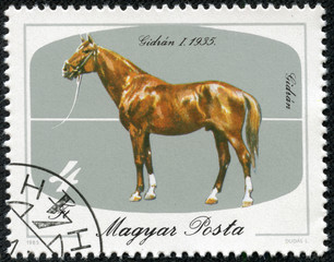 stamp printed by Hungary, shows horse