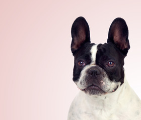 Fototapeta premium Beautiful french bulldog