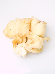 Sarjor-caju Mushroom , Pleurotus sajor-caju(Fr.) Sing ,  isolate