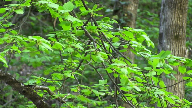 HD1080: View on branches full of green leaves. Tripod.