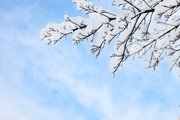 Sunny winter day in the forest. The trees are dressed in snow