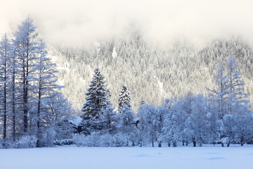 Sunny winter day in the forest. The trees are dressed in snow