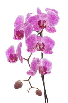 Orchidee