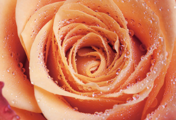 Red and orange rose flower close-up photo with shallow DOF - Powered by Adobe