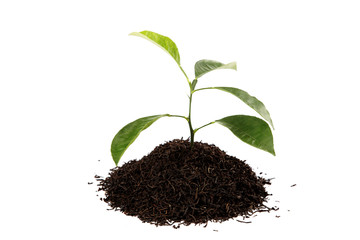 Fresh lemon tree branch in a handful of black tea isolated on wh