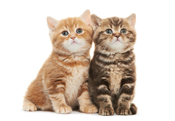 Fototapeta na wymiar Dwa brytyjski krótkowłosy kitten Kot samodzielnie