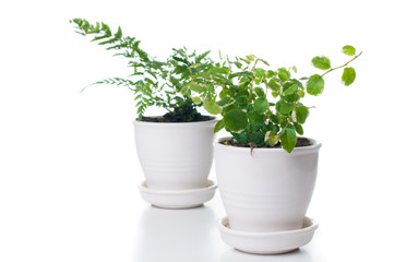 Home plants with green leaves