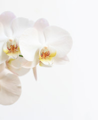 Naklejka na ściany i meble Kwiat Phalaenopsis