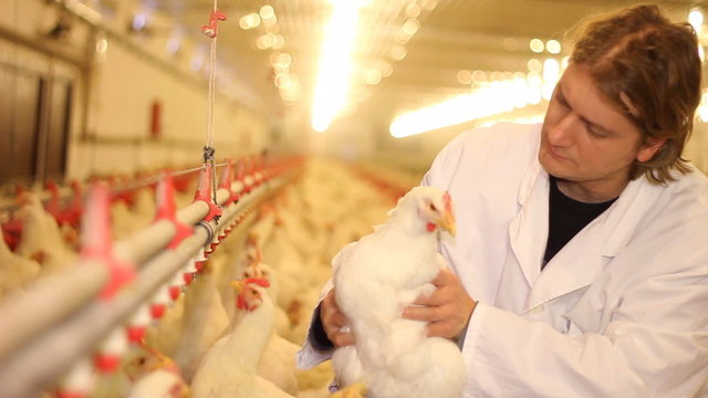 Vet on chicken farm