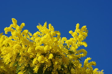 Mimosas sur fond ciel bleu