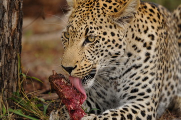 Obraz premium Repas de léopard