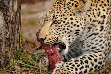 Repas de léopard