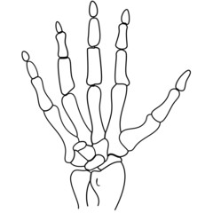 Knochen Hand Vektor Handknochen