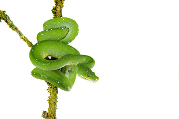 Fototapeta premium Snake ,Schlange ,Boa,Python,morelia viridis