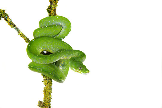 Snake ,Schlange ,Boa,Python,morelia viridis