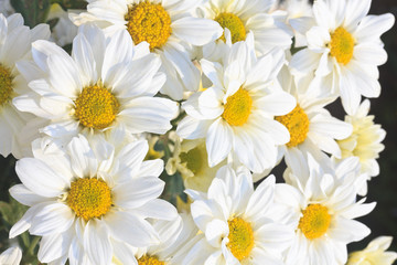 Fototapeta premium Group of Chamomile flower heads