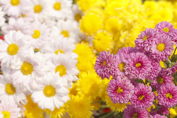 Colorful chrysanthemums  in the garden