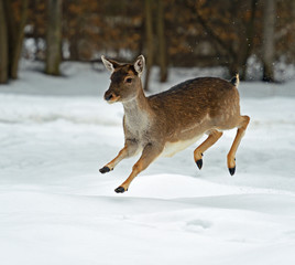 Deer in winter