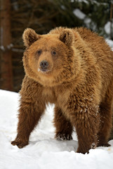 Obraz premium Brown bear
