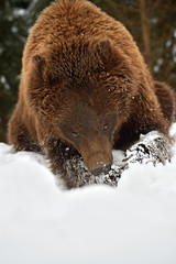 Obraz premium Brown bear