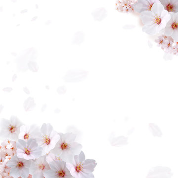 桜のトンネル（花吹雪あり）