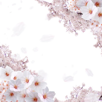 桜のトンネル（花吹雪あり）